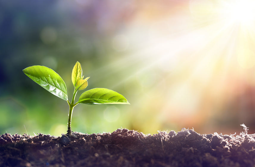 Junge Pflanze wächst aus Erde im Sonnenlicht, symbolisiert Wachstum und Natur.
