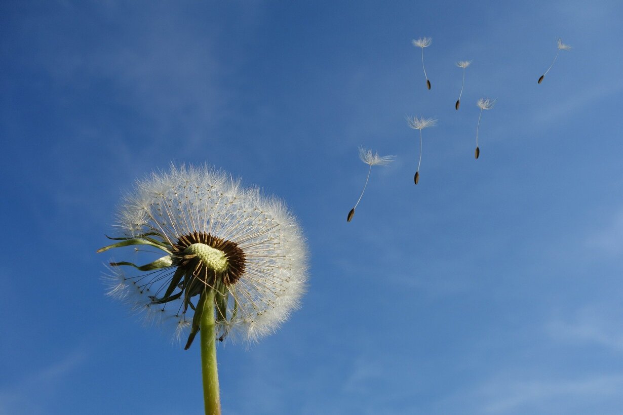 Pusteblume Löwenzahn